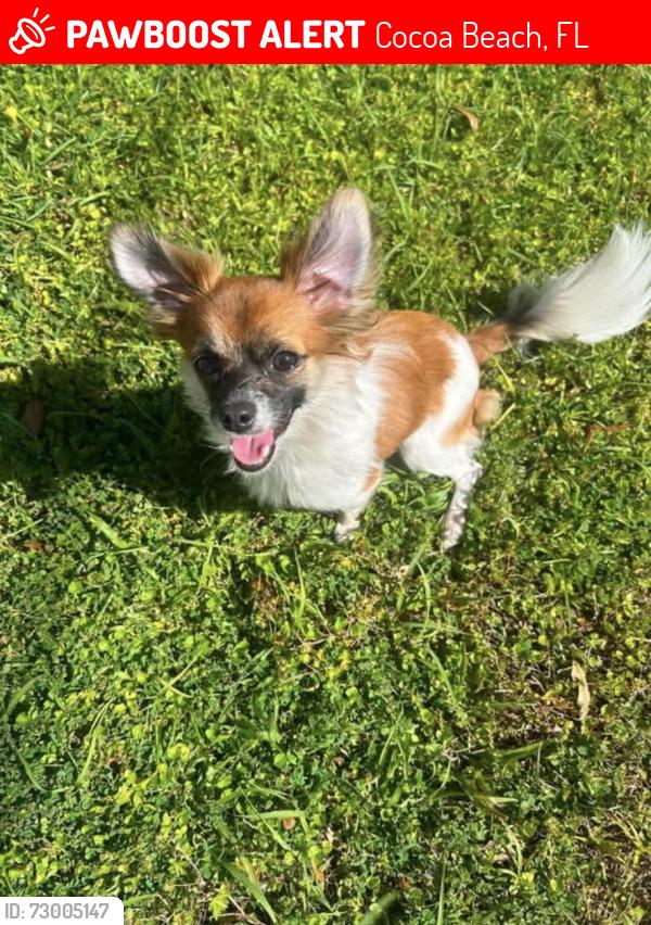Lost Female Dog last seen Near Meade Ave, Coco Beach Flordia, Cocoa Beach, FL 32931