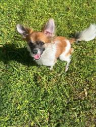 Lost Female Dog last seen Near Meade Ave, Coco Beach Flordia, Cocoa Beach, FL 32931