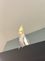 Lost Male Bird last seen Fishel road and Roney , Edison, NJ 08820