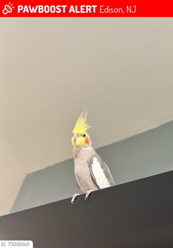 Lost Male Bird last seen Fishel road and Roney , Edison, NJ 08820