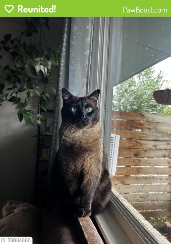 Reunited Male Cat last seen W 10th & Colorado Ave, Loveland, CO 80537