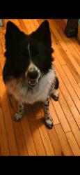 Lost Female Dog last seen 7:00am, Pomfret, MD 20675