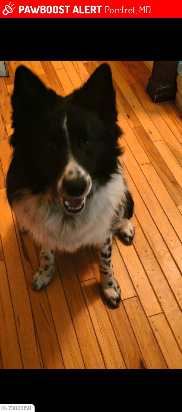 Lost Female Dog last seen 7:00am, Pomfret, MD 20675