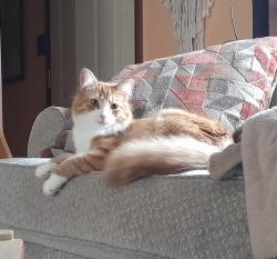 Lost Female Cat last seen Morton Street New Eagle Pa, New Eagle, PA 15063