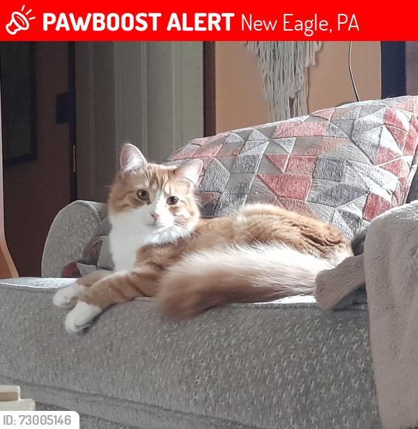 Lost Female Cat last seen Morton Street New Eagle Pa, New Eagle, PA 15063