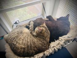 Reunited Female Cat last seen Park Highland Apartments Bellevue WA, Bellevue, WA 98005