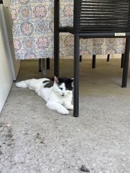 Lost Female Cat last seen Northridge Road, Greenwich, CT 06870