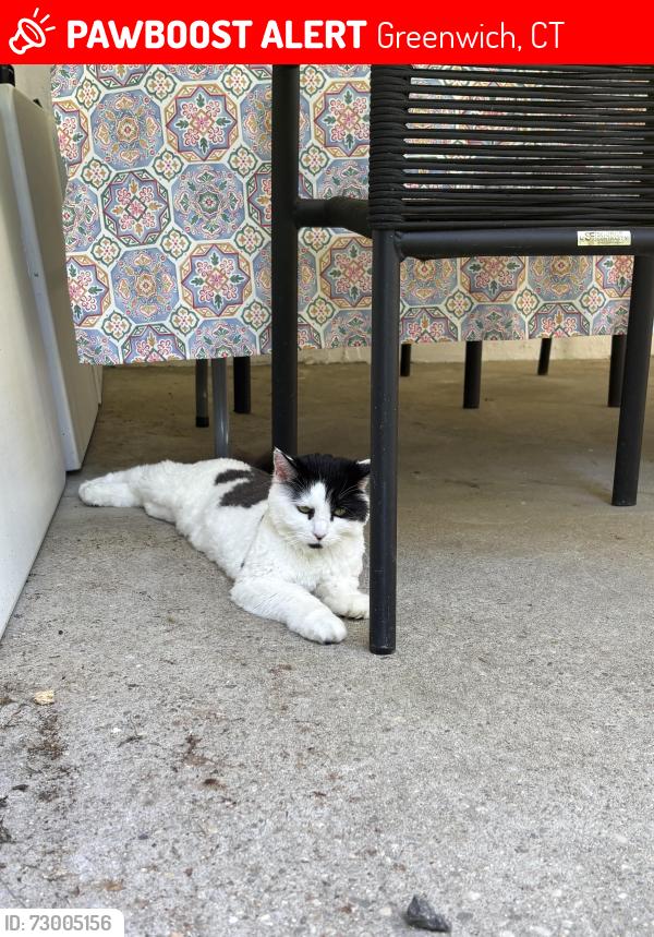 Lost Female Cat last seen Northridge Road, Greenwich, CT 06870