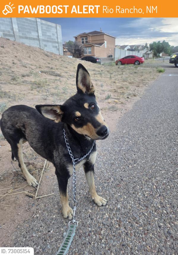 Found/Stray Female Dog last seen Enchanted Hills Trail, Rio Rancho, NM 87144