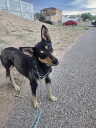 Found/Stray Female Dog last seen Enchanted Hills Trail, Rio Rancho, NM 87144