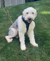 Lost Male Dog last seen Downs Road , Greensburg, PA 15601