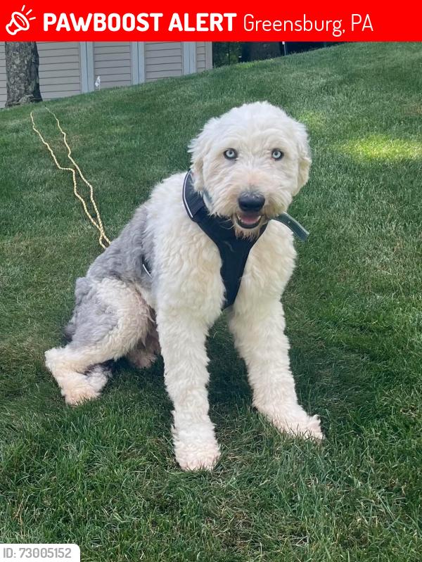 Lost Male Dog last seen Downs Road , Greensburg, PA 15601