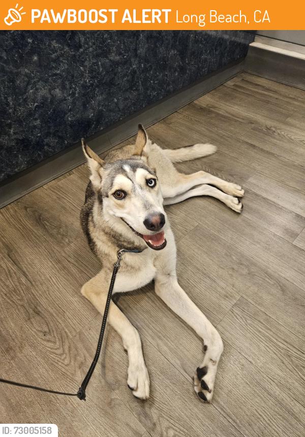 Surrendered Female Dog last seen The Hawk on Anaheim , Long Beach, CA 90813