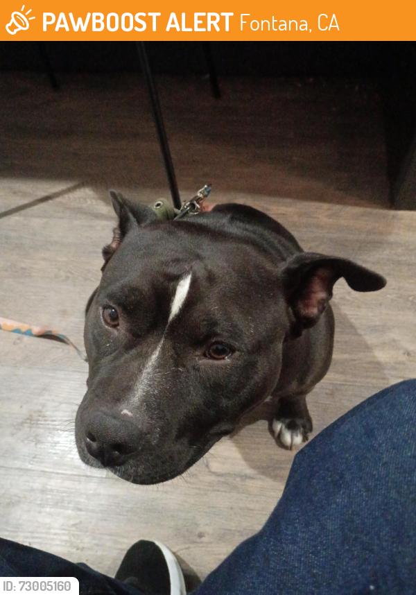 Found/Stray Female Dog last seen Motel 6, Fontana, CA 92335