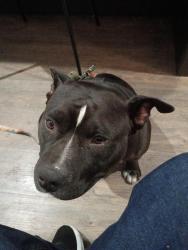 Found/Stray Female Dog last seen Motel 6, Fontana, CA 92335