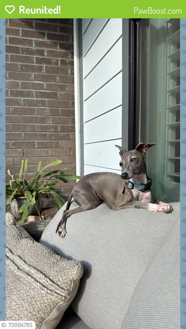 Reunited Female Dog last seen Near sabal crossing court , Port Orange, FL 32128