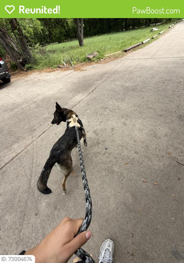 Reunited Female Dog last seen Latham and Chanel dr , Dallas, TX 75229