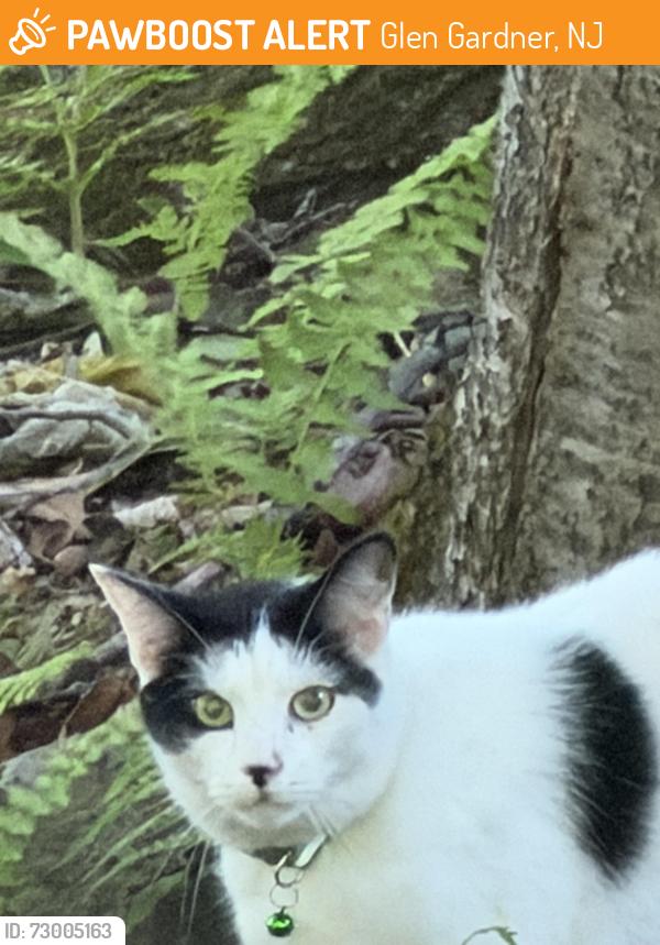 Found/Stray Unknown Cat last seen E Hill Rd.. and Sassafrass, Glen Gardner, NJ 08826