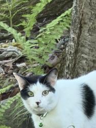 Found/Stray Unknown Cat last seen E Hill Rd.. and Sassafrass, Glen Gardner, NJ 08826