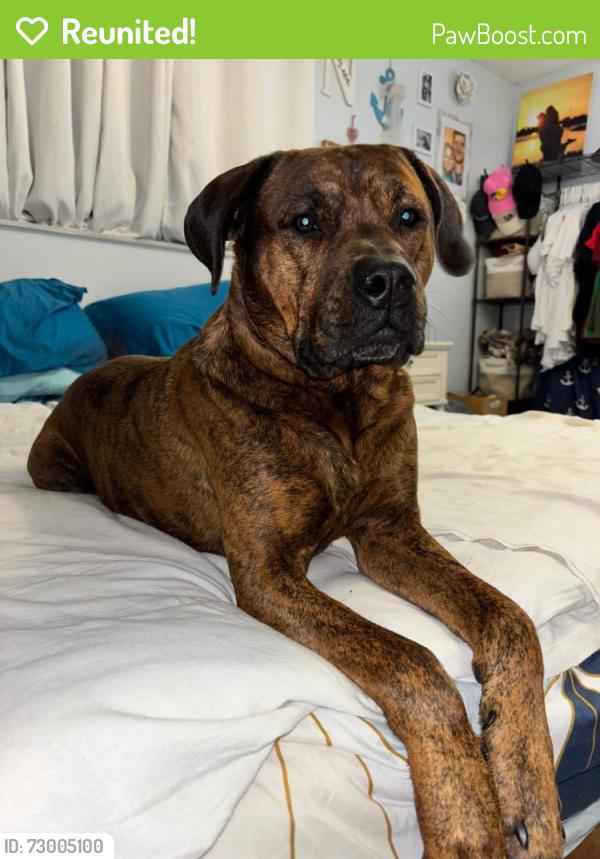Reunited Male Dog last seen Stonecrop and se whitmore, Port St. Lucie, FL 34984