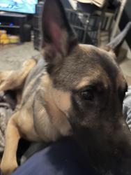 Reunited Male Dog last seen Klockner and ests, Hamilton Township, NJ 08619