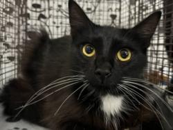 Shelter Stray Female Cat last seen , 957 N Gaffey St, San Pedro, CA 90731, USA