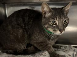 Shelter Stray Male Cat last seen , 957 N Gaffey St, San Pedro, CA 90731, USA