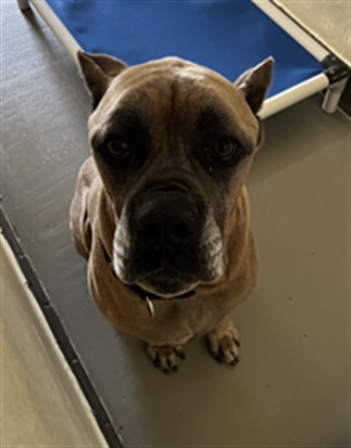 Shelter Stray Male Dog last seen , 232 Eslinger Way, Sanford, FL 32773, USA
