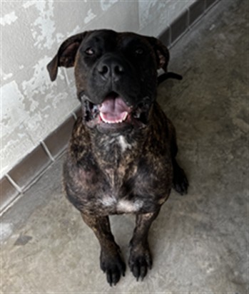 Shelter Stray Female Dog last seen , 232 Eslinger Way, Sanford, FL 32773, USA