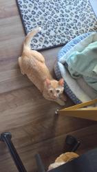 Lost Male Cat last seen Daisy Meadow Loop , Pasadena Hills, FL 33541