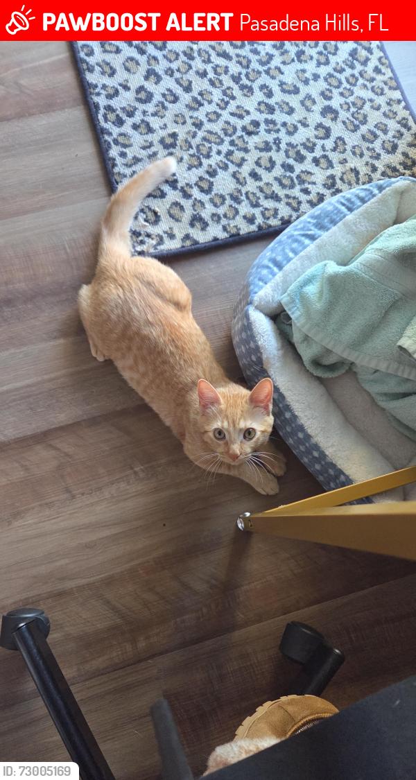 Lost Male Cat last seen Daisy Meadow Loop , Pasadena Hills, FL 33541