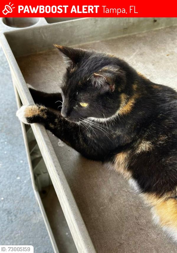 Lost Female Cat last seen Westshore blvd, Tampa, FL 33616