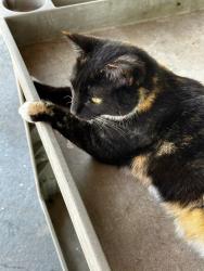 Lost Female Cat last seen Westshore blvd, Tampa, FL 33616