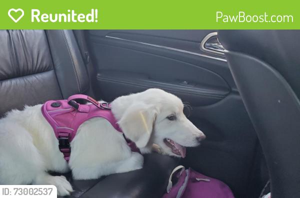 Reunited Female Dog last seen Russell feed, Fort Worth, TX 76114