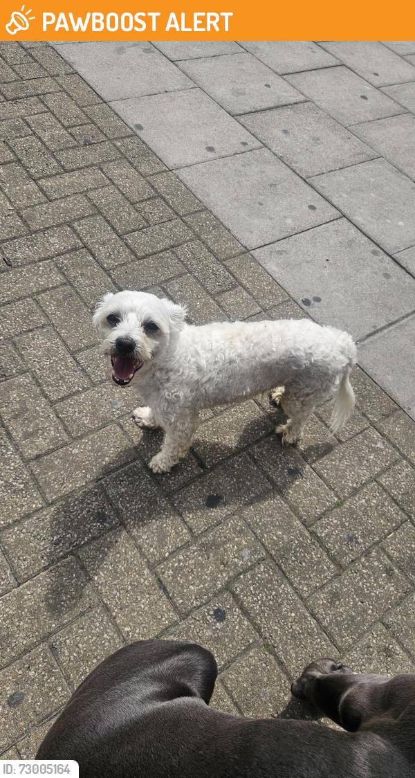 Found/Stray Male Dog last seen Tesco express mollison way, Greater London, England HA8 5QH