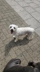 Found/Stray Male Dog last seen Tesco express mollison way, Greater London, England HA8 5QH