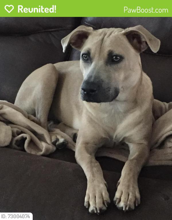 Reunited Female Dog last seen Spruce Hill Dr, Laurel MD, Laurel, MD 20707