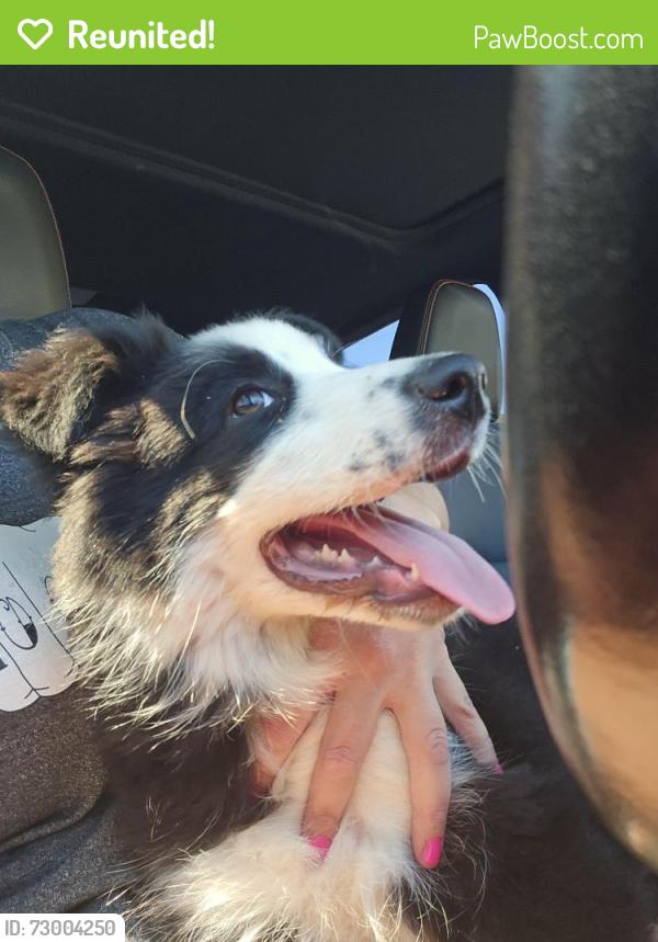 Reunited Unknown Dog last seen 8th street, Beaumont, CA 92223