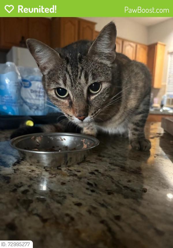 Reunited Female Cat last seen Southampton Dr, Richardson, TX 75082