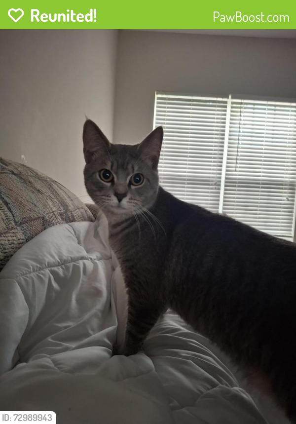 Reunited Male Cat last seen Patriots point neighborhood in colony park s, Locust Grove, GA 30248