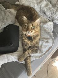 Lost Male Cat last seen Near the hse of 1711 Windsor chase ct , Lawrenceville, GA 30043