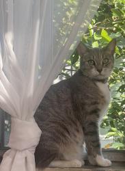 Lost Female Cat last seen Sycamore and Rose st opened the door and ran out and she hasn’t returned home 💔, Anaheim, CA 92805