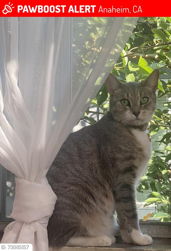 Lost Female Cat last seen Sycamore and Rose st opened the door and ran out and she hasn’t returned home 💔, Anaheim, CA 92805