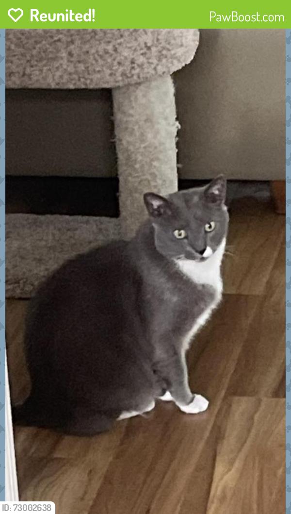 Reunited Male Cat last seen Near Fetzer Ct, Cary, NC 27513, USA, Cary, NC 27513