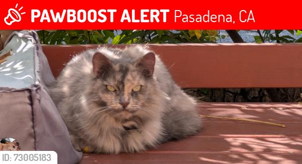 Lost Female Cat last seen Madison ave and orange grove , Pasadena, CA 91101