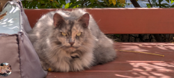 Lost Female Cat last seen Madison ave and orange grove , Pasadena, CA 91101