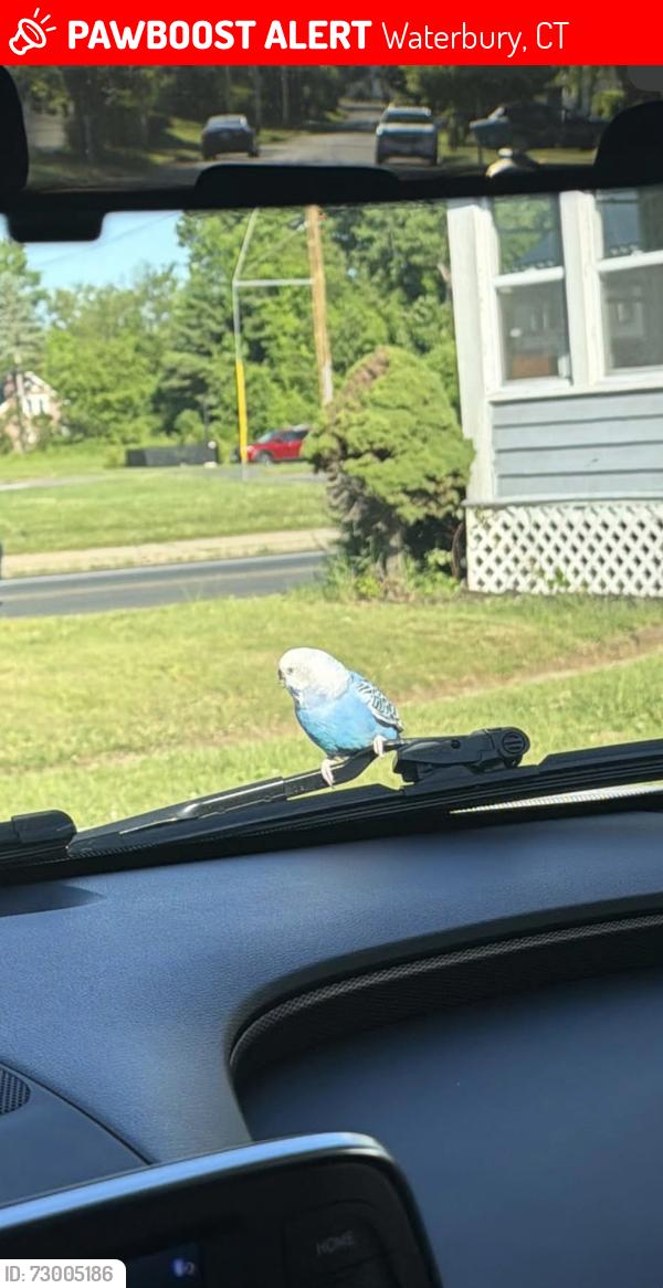 Lost Male Bird last seen Laselle , Waterbury, CT 06704