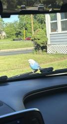 Lost Male Bird last seen Laselle , Waterbury, CT 06704