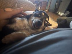 Lost Male Dog last seen Swafford rd and oak hill dr, Mountain Rest, SC 29664