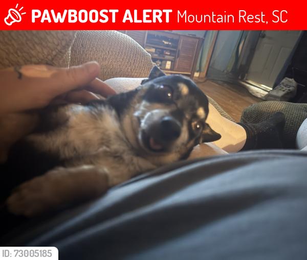 Lost Male Dog last seen Swafford rd and oak hill dr, Mountain Rest, SC 29664